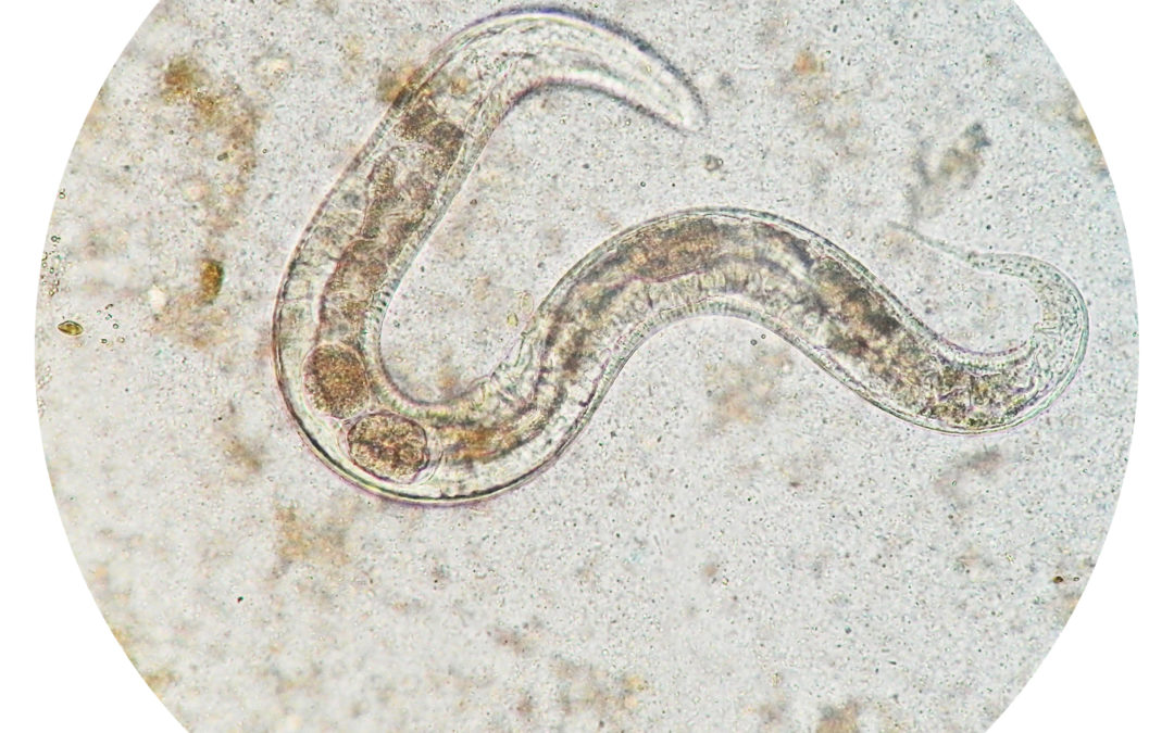 Getting to Know a Soil Creature - The Nematode - Oswego Lake Watershed  Council