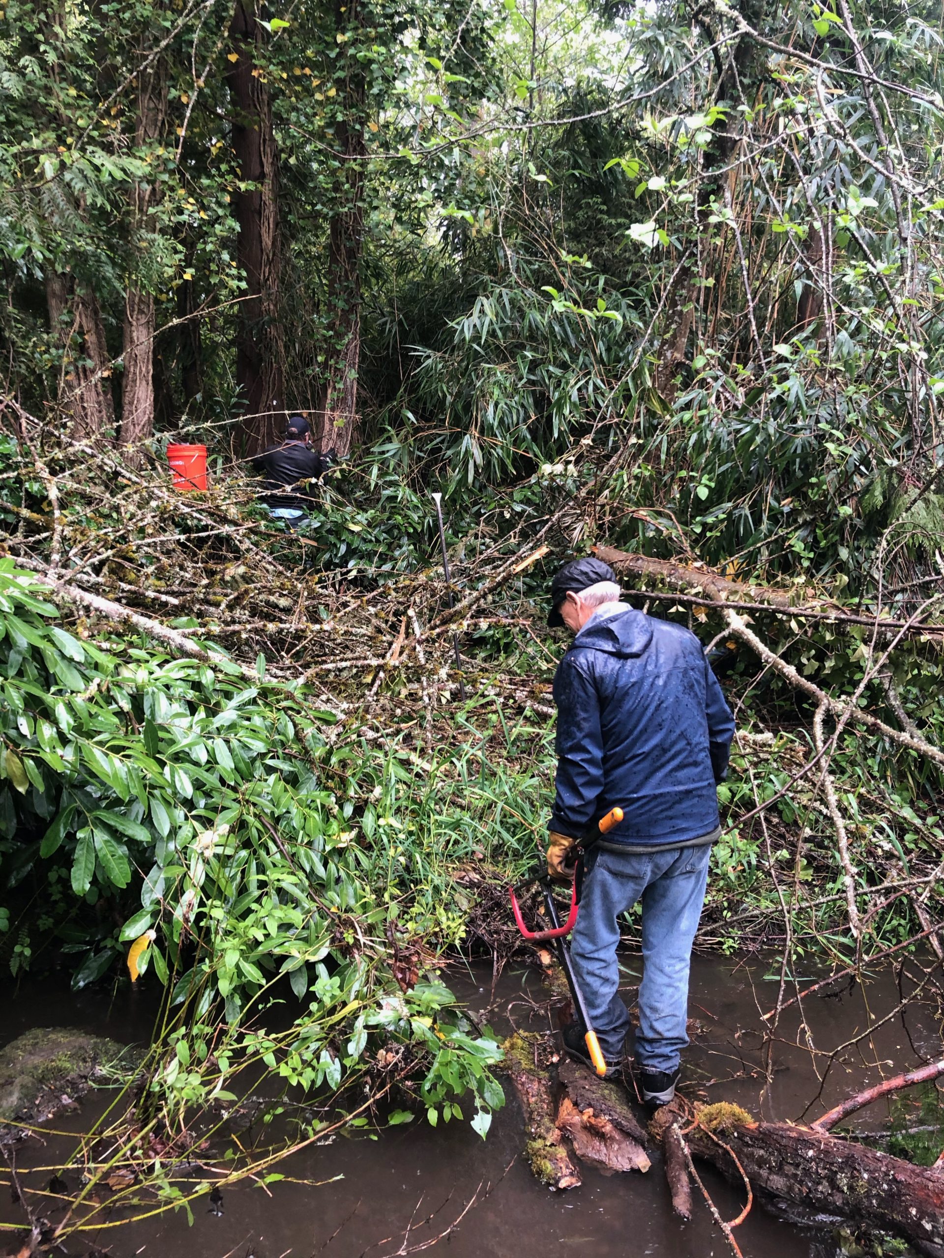 Volunteer crosses creek to remove invasive species
