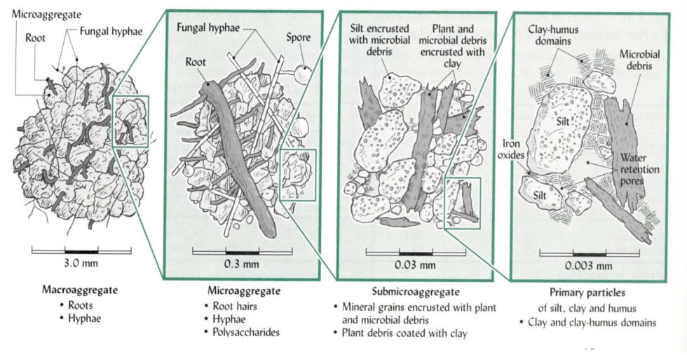 Soil Aggregates - Where Texture And Organic Matter Meet - Oswego Lake ...