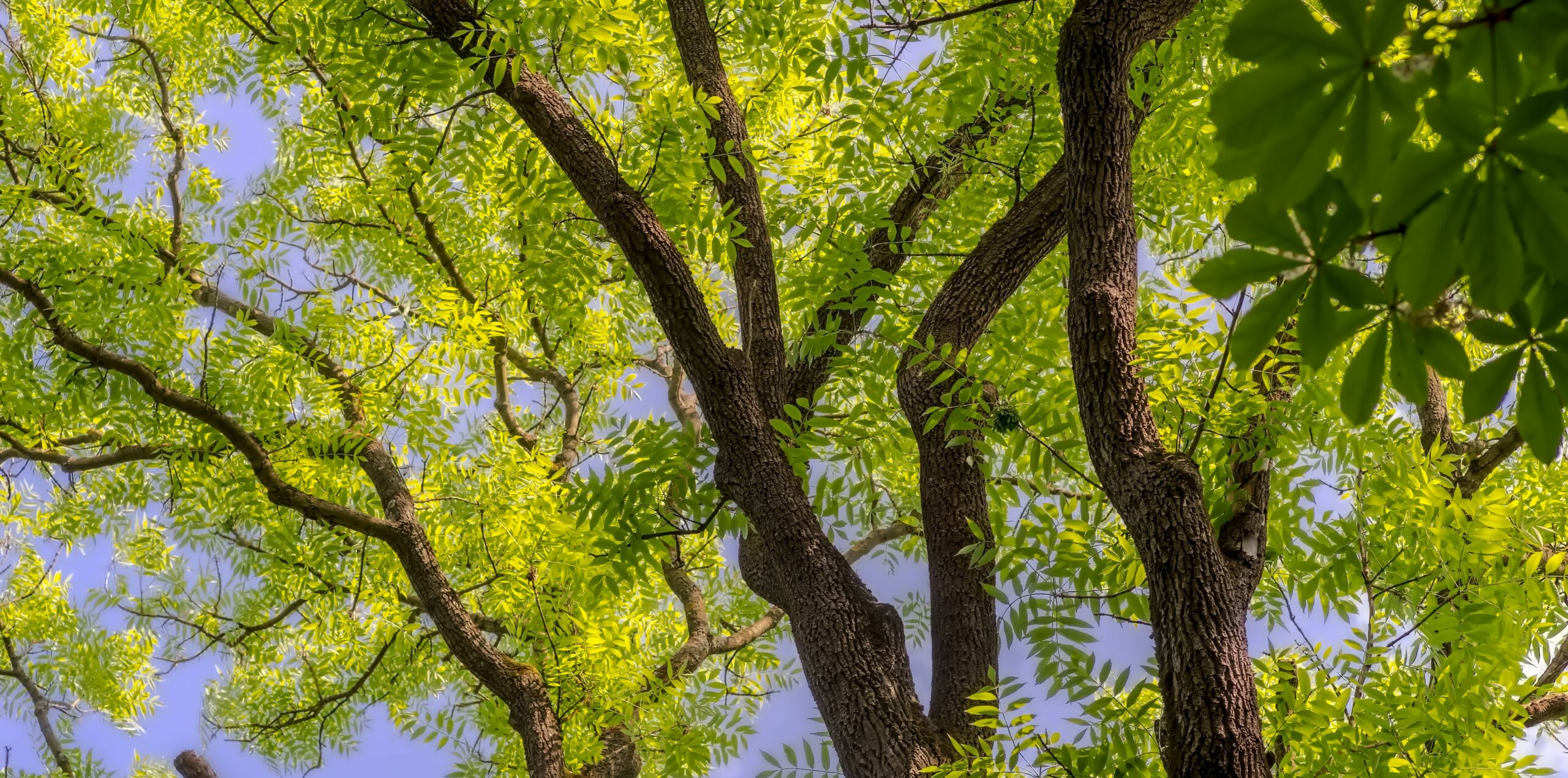 Leafy green tree