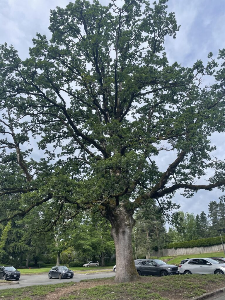 Oregon White Oak