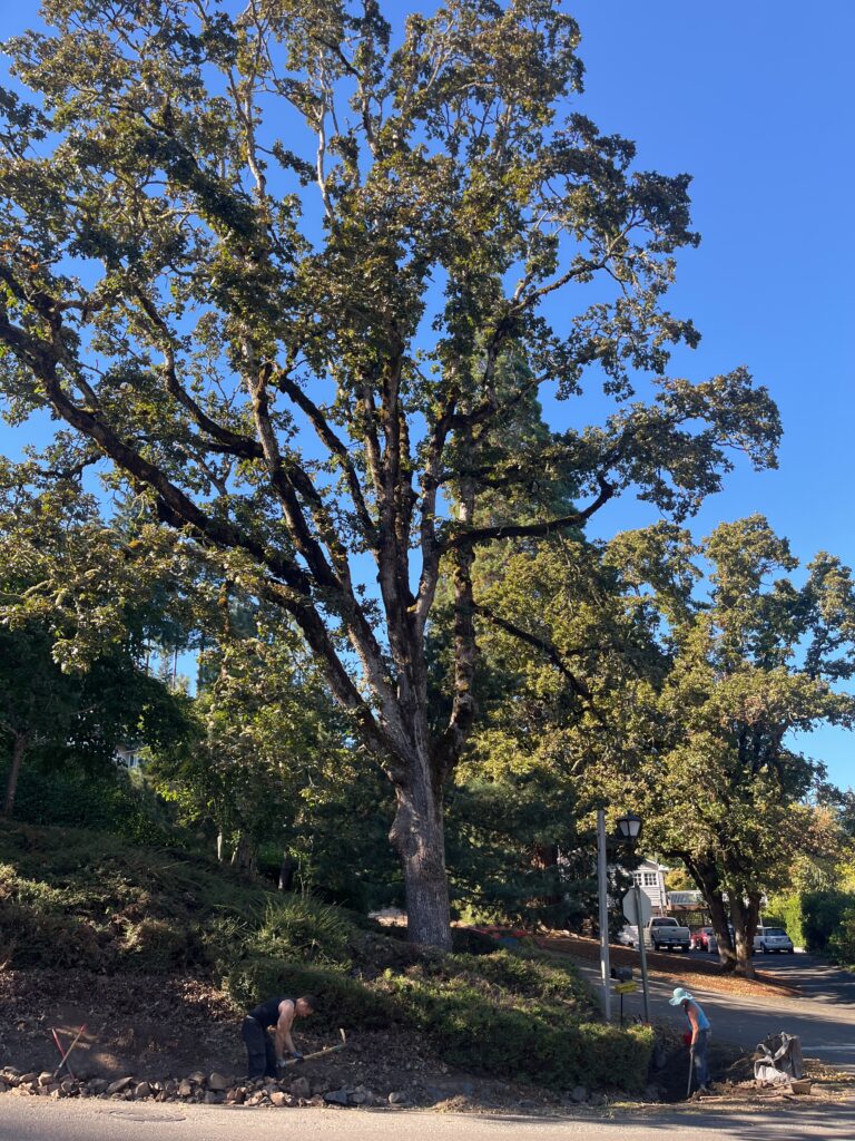 Oregon Whilte Oak tree