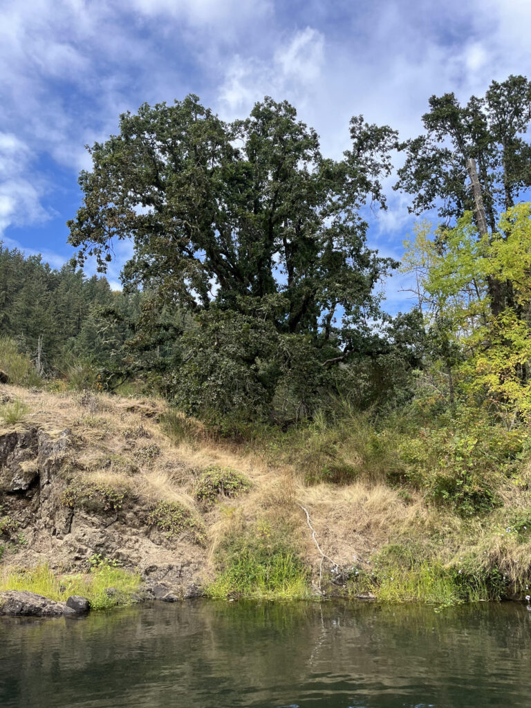 Oregon White Oaks, An Iconic, Imperiled Species